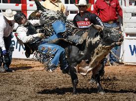 Rodeo At Calgary Stampede - Canada