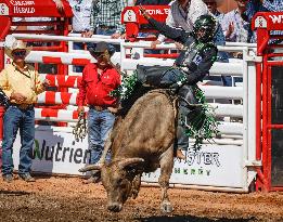 Rodeo At Calgary Stampede - Canada