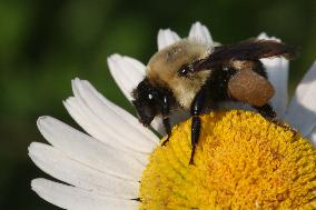 Bumblebee On A Daisy Flower