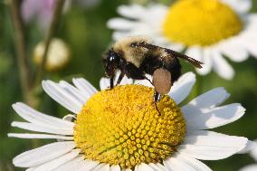 Bumblebee On A Daisy Flower