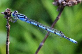 Damselfly