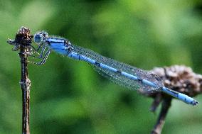 Damselfly