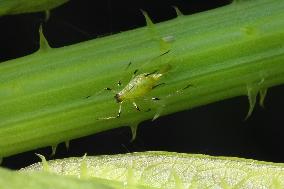 Aphids