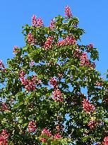 Red Horse-chestnut Tree