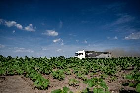 Rapeseed harvesting in Zaporizhzhia Region