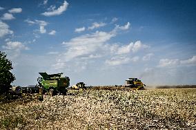 Rapeseed harvesting in Zaporizhzhia Region
