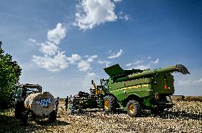 Rapeseed harvesting in Zaporizhzhia Region