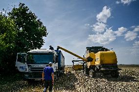 Rapeseed harvesting in Zaporizhzhia Region