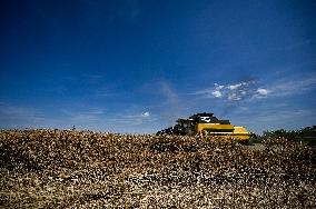 Rapeseed harvesting in Zaporizhzhia Region