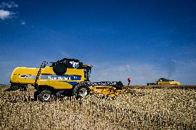 Rapeseed harvesting in Zaporizhzhia Region