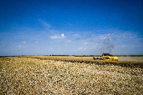 Rapeseed harvesting in Zaporizhzhia Region