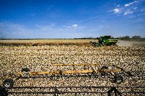 Rapeseed harvesting in Zaporizhzhia Region