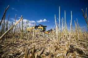 Rapeseed harvesting in Zaporizhzhia Region