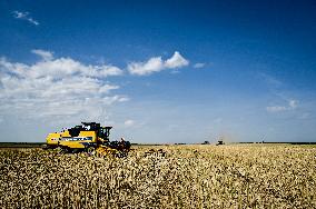 Rapeseed harvesting in Zaporizhzhia Region