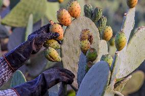 EGYPT-QALYUBIA-PRICKLY PEARS-HARVEST