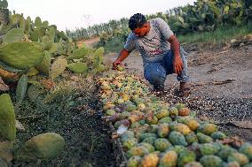 EGYPT-QALYUBIA-PRICKLY PEARS-HARVEST