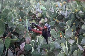 EGYPT-QALYUBIA-PRICKLY PEARS-HARVEST