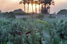 EGYPT-QALYUBIA-PRICKLY PEARS-HARVEST