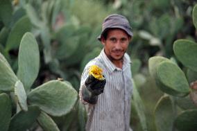 EGYPT-QALYUBIA-PRICKLY PEARS-HARVEST