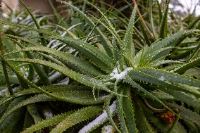 SOUTH AFRICA-JOHANNESBURG-SNOW