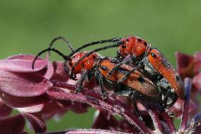Red Milkweed Beetles