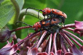 Red Milkweed Beetles