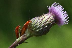 Common Red Soldier Beetles