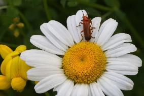 Common Red Soldier Beetles