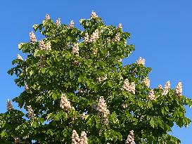 Double Flowered Horsechestnut Tree