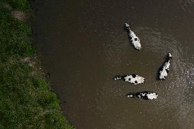 Cows Cool Off In A Pond - Ontario
