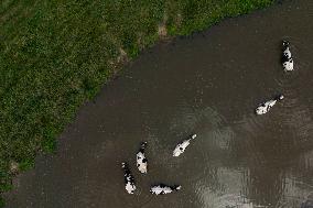Cows Cool Off In A Pond - Ontario