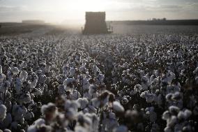 BRAZIL-GOIAS-COTTON HARVEST