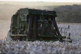 BRAZIL-GOIAS-COTTON HARVEST