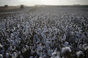 BRAZIL-GOIAS-COTTON HARVEST