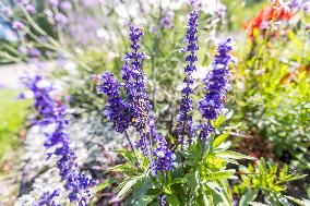 Wildflower beds