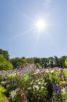 Wildflower beds