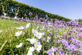 Wildflower beds