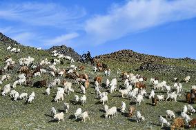 (FOCUS)CHINA-XINJIANG-YUMIN COUNTY-NOMADS-LIFE (CN)