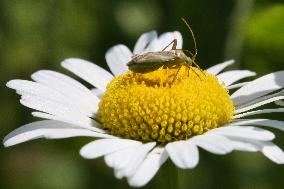 Alfalfa Plant Bug
