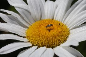 Tarnished Plant Bug