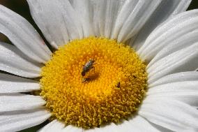 Tarnished Plant Bug