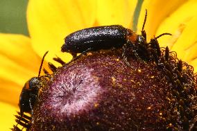 Soldier Beetles