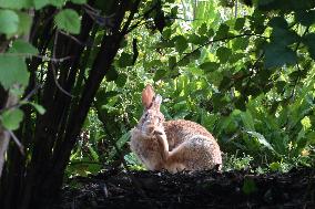 Wild Rabbit