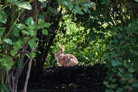 Wild Rabbit