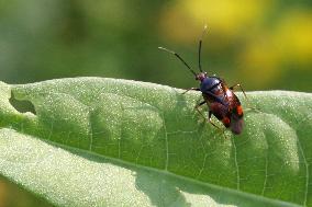 Red-spotted Plant Bug