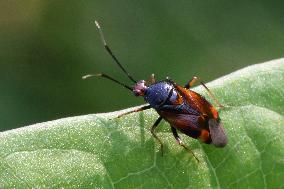 Red-spotted Plant Bug