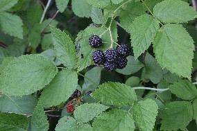 Wild Blackberries