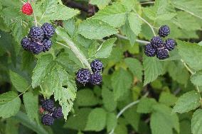 Wild Blackberries