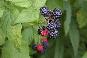 Wild Blackberries