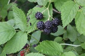 Wild Blackberries